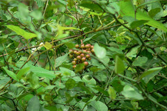 Ampelocissus latifolia